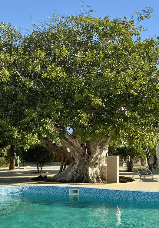 Sacred Tree